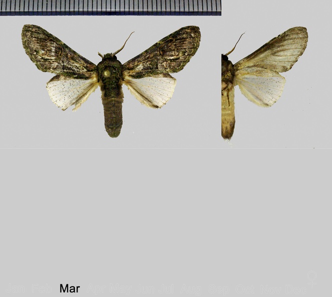 Disphragis aroensis Schaus, 1901.jpg