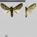 Disphragis aroensis Schaus, 1901