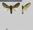Disphragis aroensis Schaus, 1901