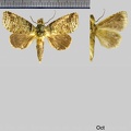 Drugera innoxia (Schaus, 1911)