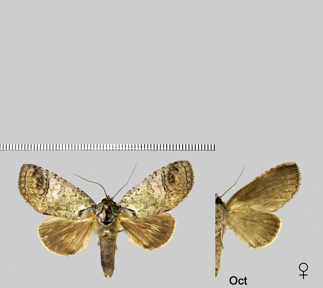 Goodgeria eugenia (Schaus, 1905).jpg
