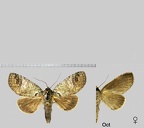 Goodgeria eugenia (Schaus, 1905)