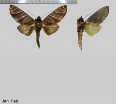 Hapigia nodicornis Guenée, 1852