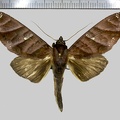 <!--hidden-->Hapigia nodicornis Guenée, 1852-GîteTikilili