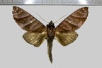 <!--hidden-->Hapigia nodicornis Guenée, 1852-GîteTikilili