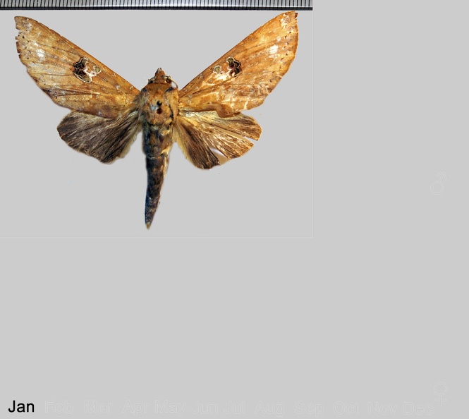 Hapigia smerinthina Schaus, 1928