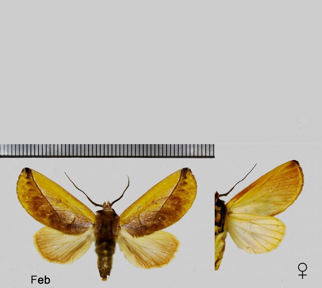 Hemiceras flava (Schaus, 1905)