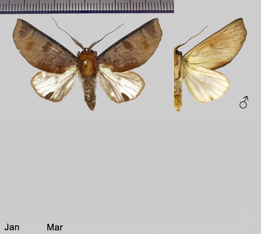 Hemiceras truncata Schaus, 1904