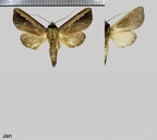 Lepasta albolinea (Schaus, 1905)