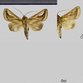 Lepasta bractea (Felder, 1874)