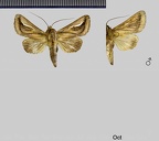 Lepasta bractea (Felder, 1874)