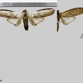 Lirimiris lignitecta Walker, 1865