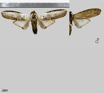 Lirimiris lignitecta Walker, 1865