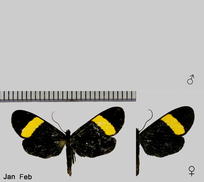 Lyces ena (Boisduval, 1870)