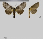 Malocampa amphissa (Druce, 1890)