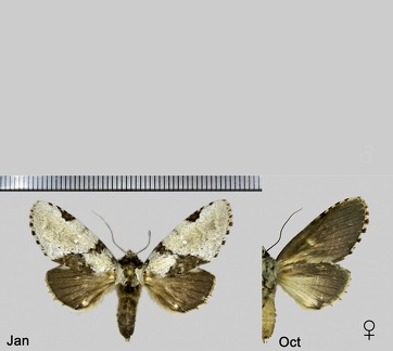 Malocampa piratica Schaus, 1905