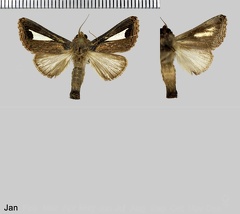 Notoplusia clara (Stoll, 1780)