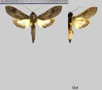 Nystalea superciliosa Guenée, 1852