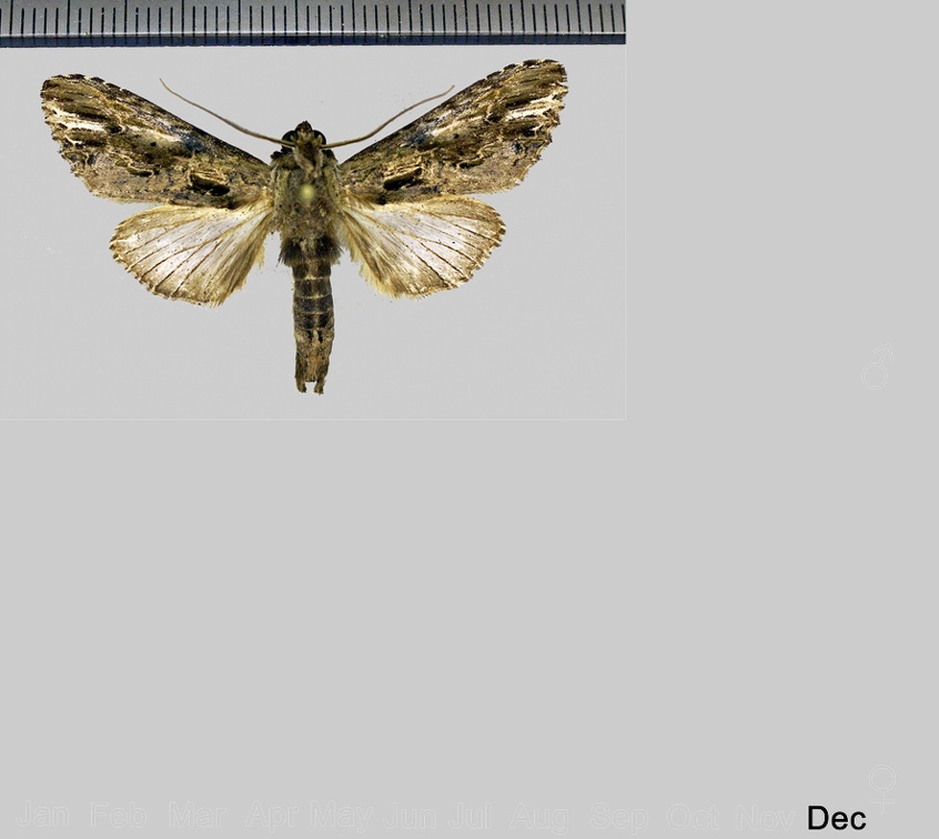 Pentobesa densissima Dyar, 1915