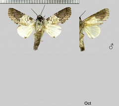 Rifargia albolilacea Dognin, 1914