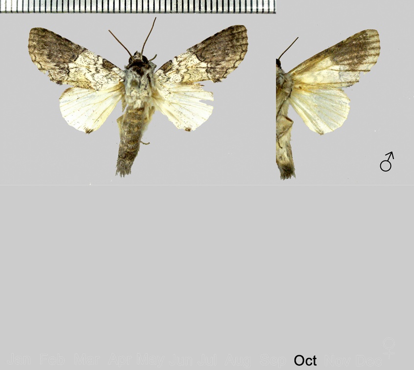 Rifargia albolilacea Dognin, 1914