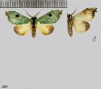 Rosema deolis (Cramer, 1775)