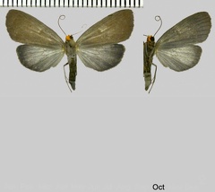 Scotura flavicapilla (Hübner, 1823)