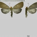 Scotura flavicapilla (Hübner, 1823)