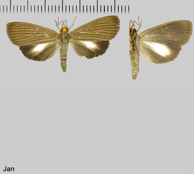 Scotura nigrata Warren, 1906.jpg