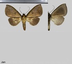 Strophocerus flocciferus Möschler, 1883