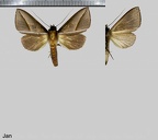 Strophocerus sericea (Schaus, 1905)