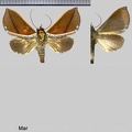 Strophocerus thermesia (Felder, 1874)