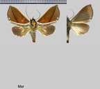 Strophocerus thermesia (Felder, 1874)