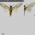 Trichomaplata andromede Thiaucourt, 1995