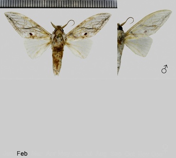 Trichomaplata andromede Thiaucourt, 1995