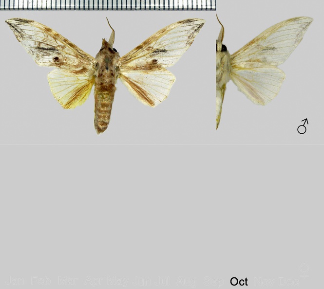 Trichomaplata cassiope (Schaus, 1892).jpg