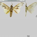 Trichomaplata cassiope (Schaus, 1892)