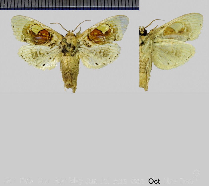 Arrhenophanes perspicilla (Stoll, 1790)