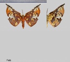 Belonoptera sanguinea Warren, 1905