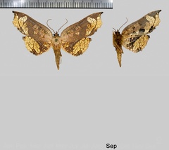 Draconia denticulata (Pagenstecher, 1892)