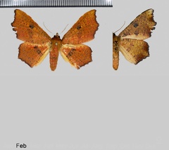 Rhodogonia miniata Warren, 1897