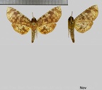 Rhodoneura nebulosa (Warren, 1889)