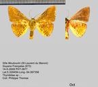 1-Thyrididae de Guyane française à identifier ou en cours de description