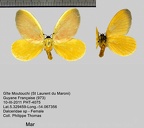 1-Dalceridae de Guyane française à identifier ou en cours de description