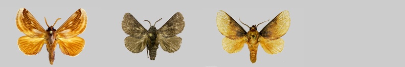 Limacodidae-GF.jpg