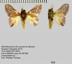 1-Limacodidae de Guyane à identifier ou en cours de description