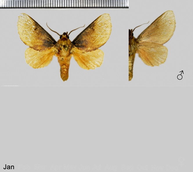 Ulamia dolobrata (Stoll, 1780).jpg