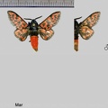 Edebessa bicolor (Möschler, 1883)