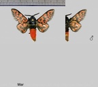 Edebessa bicolor (Möschler, 1883)