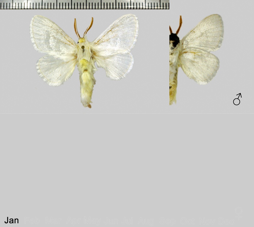 Norape argyrorrhoea (Hübner, 1825)